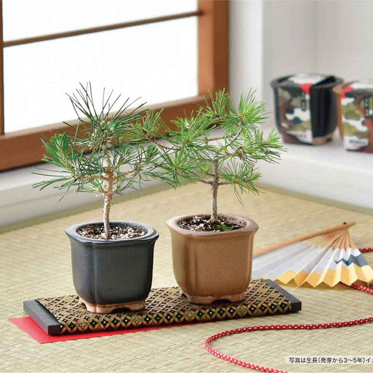 栽培キット 盆栽 2種セット 黒松 赤松 聖新陶芸 The BONSAI 栽培セット