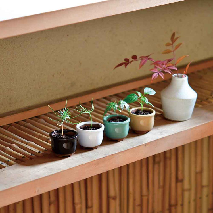 栽培キット 盆栽 聖新陶芸 豆盆栽 SEISHIN 陶器 HACO MAME 盆栽栽培