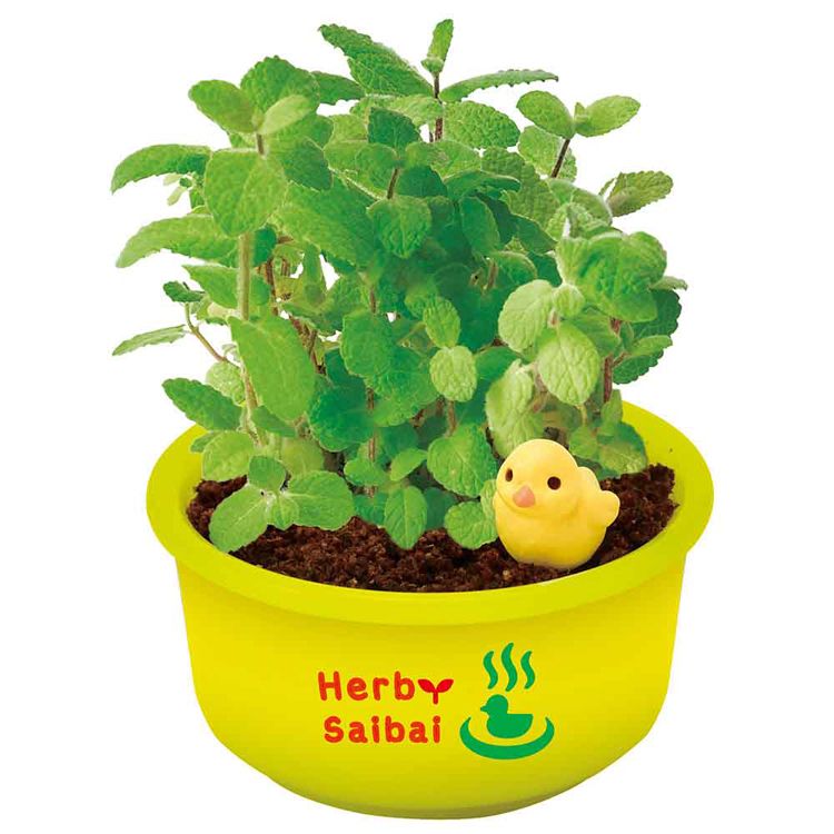 栽培キット ハーブ 聖新陶芸 SEISHIN ミニ湯桶 あひるちゃん 香草