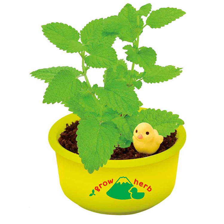 栽培キット ハーブ 聖新陶芸 SEISHIN ミニ湯桶 あひるちゃん 香草
