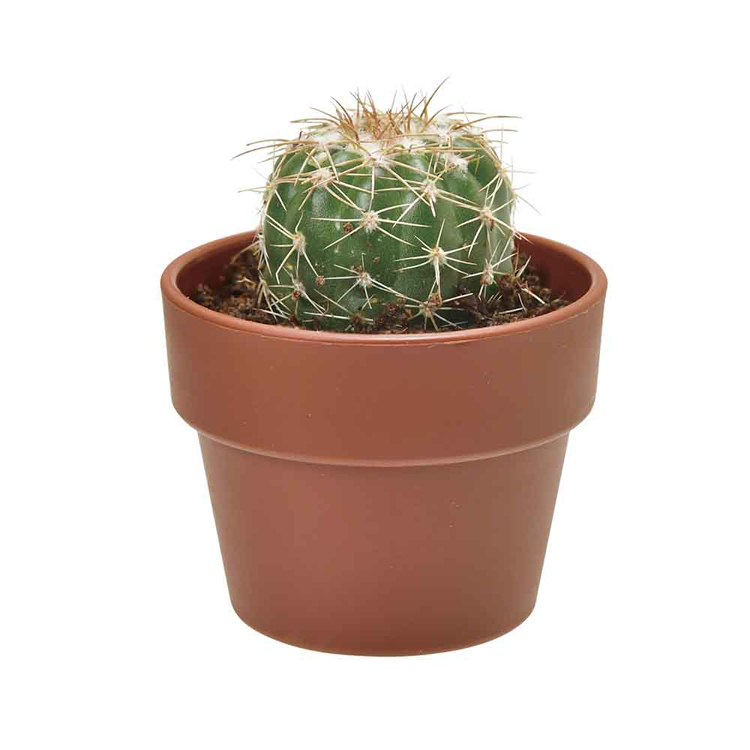 栽培キット サボテン 聖新陶芸 SEISHIN ガチャ さぼてん ギフト