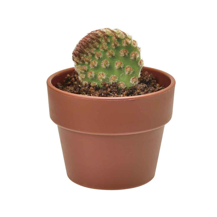 栽培キット サボテン 聖新陶芸 SEISHIN ガチャ さぼてん ギフト