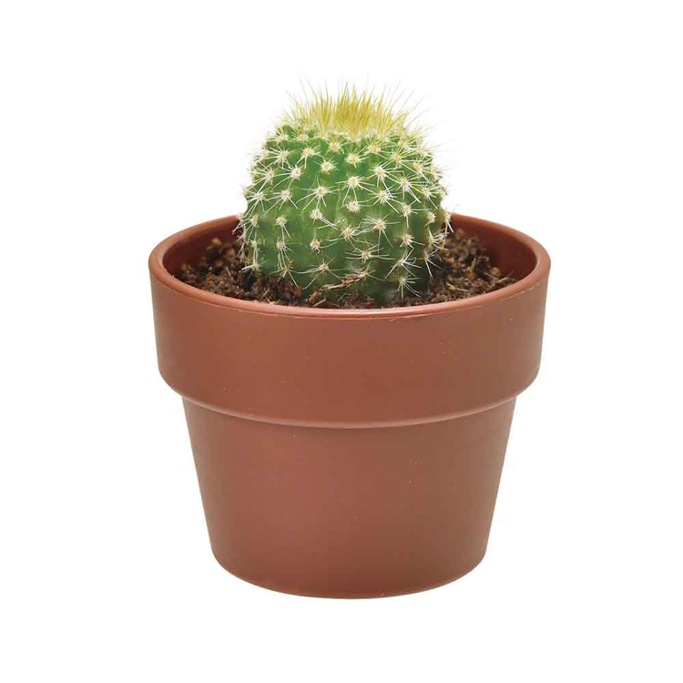 栽培キット栽培セットサボテン聖新陶芸SEISHINガチャさぼてんギフトトゲトゲ【4個セット】育てるカプセルサボテン 