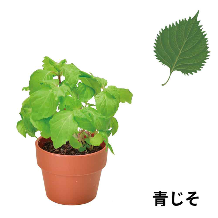 ブルデス スラミング Cerebral Incubation 3枚セット ブルデス スラミング Cerebral Incubation 3枚セット Black / Thrash 3