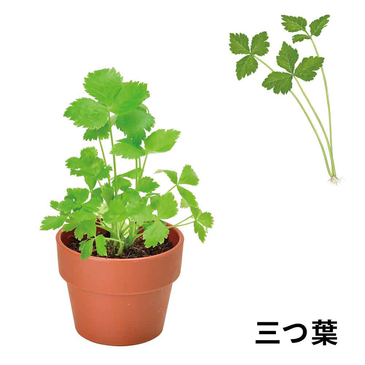 栽培キット 薬味 聖新陶芸 SEISHIN やくみ 青じそ 三つ葉 ねぎ わさび