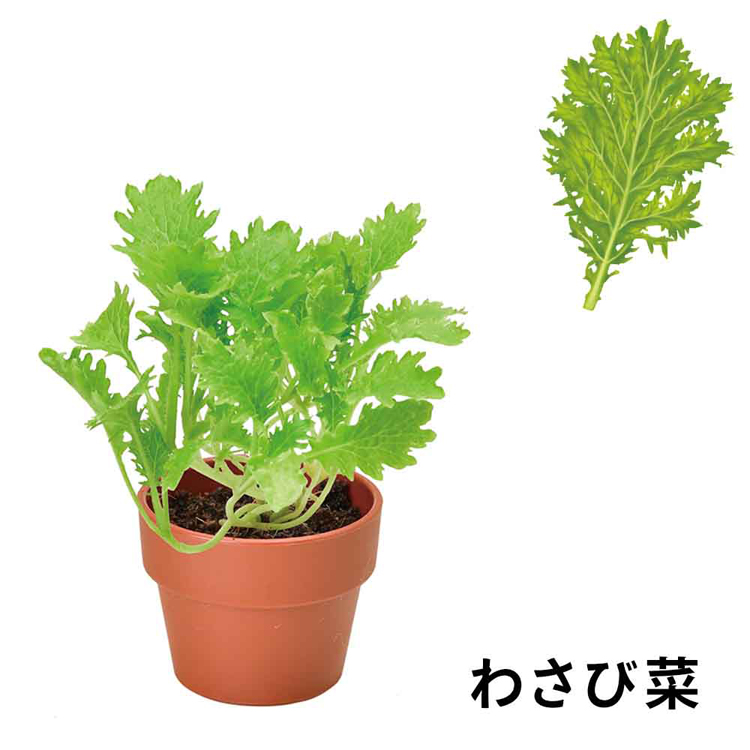 栽培キット 薬味 聖新陶芸 SEISHIN やくみ 青じそ 三つ葉 ねぎ わさび