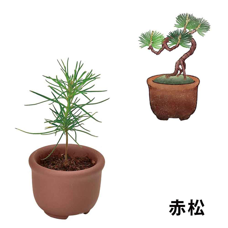 栽培キット 盆栽 4個セット 聖新陶芸 SEISHIN カプセル まめ盆栽 栽培