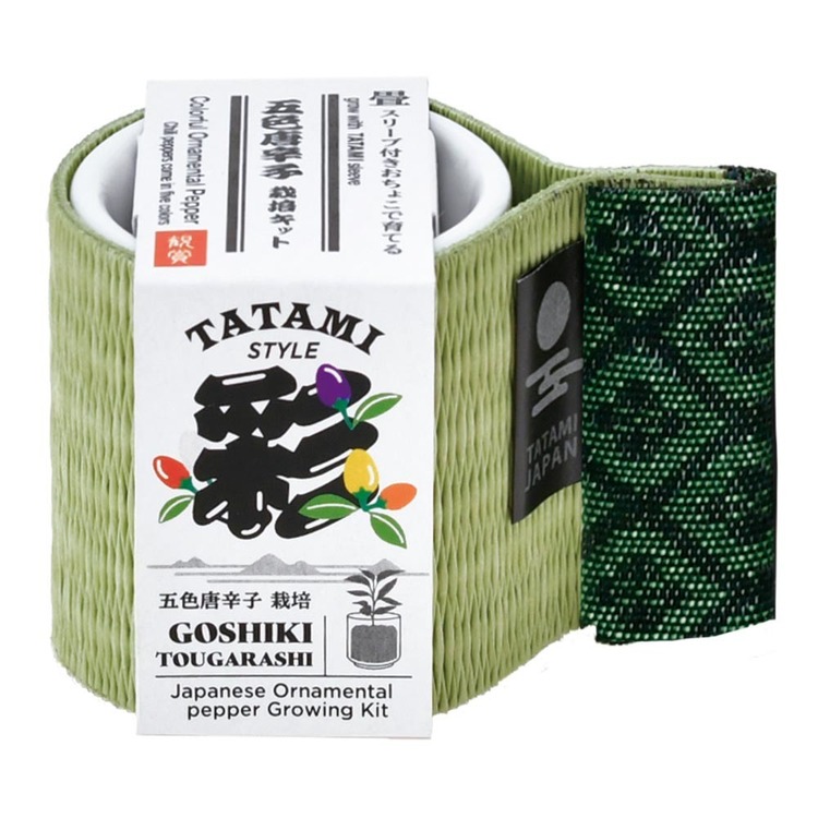 栽培キット栽培セット黒松鷹の爪五色とうがらし聖新陶芸【3種セット】お芽でたおちょこ畳 