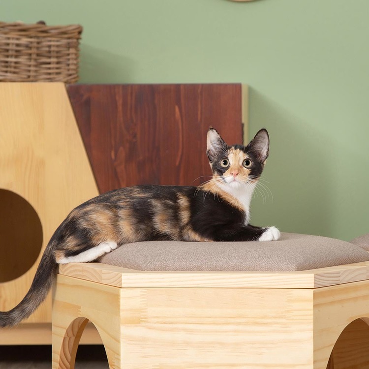 キャットウォーク キャットステップ チェアプレート パーツ 猫用品
