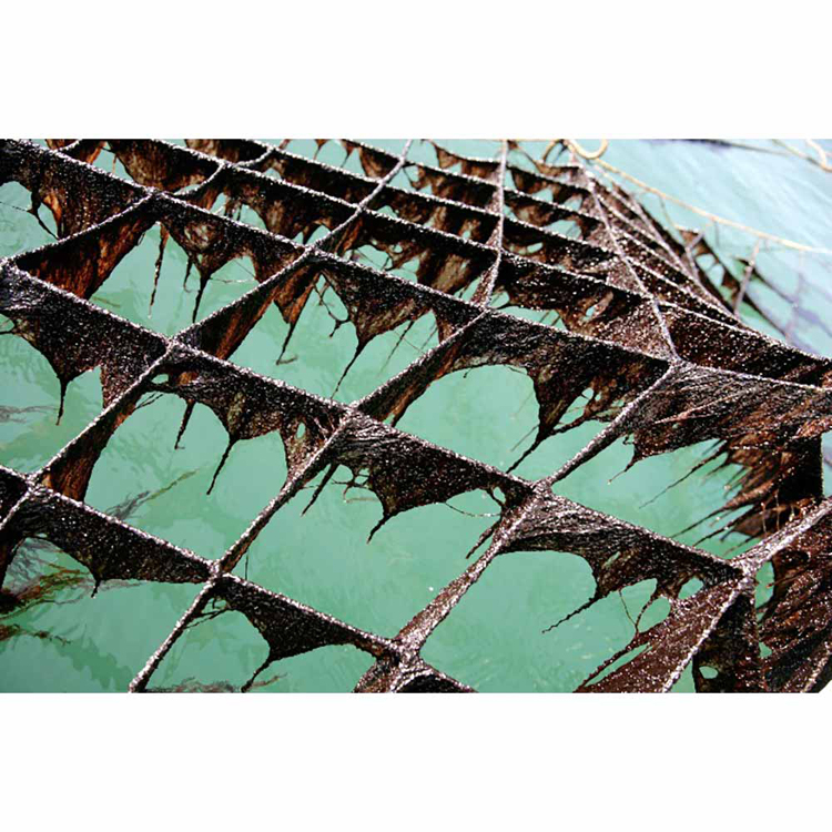 味のり味海苔鍵庄おいしい海苔こだわり一番摘みごま油藻塩味付け海苔しおのり8切32枚鍵庄 