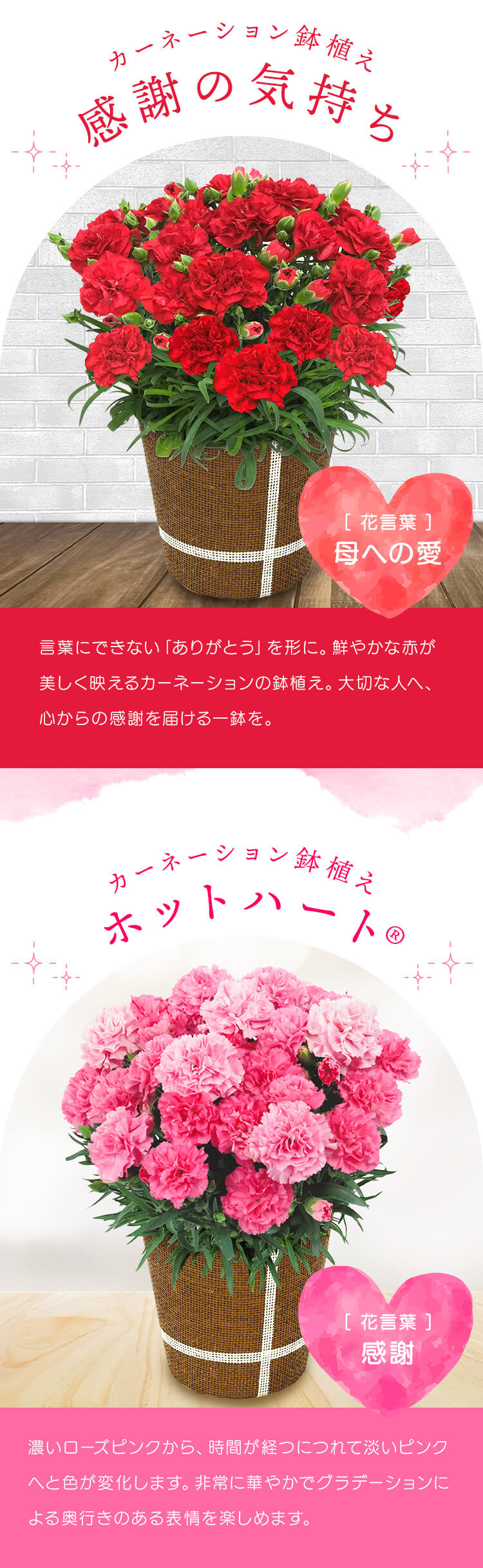 母の日 プレゼント 花 ギフト 生花 カーネーション 鉢植え 5号鉢 (お