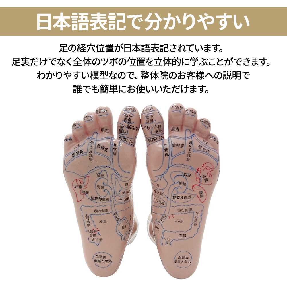 足つぼ 模型 足裏 反射区 日本語 足つぼマッサージグッズ