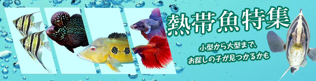 irodori.AQUA - 熱帯魚｜Yahoo!ショッピング