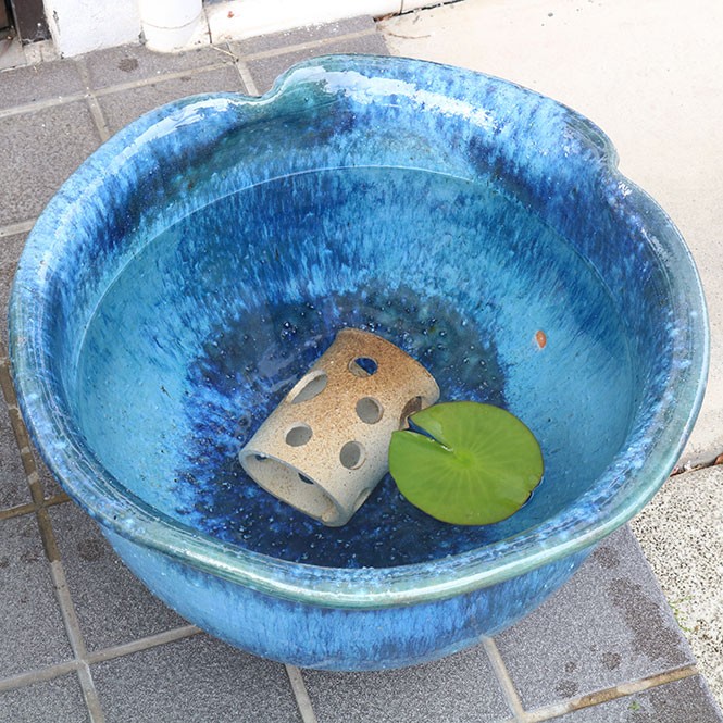 めだかハウス"