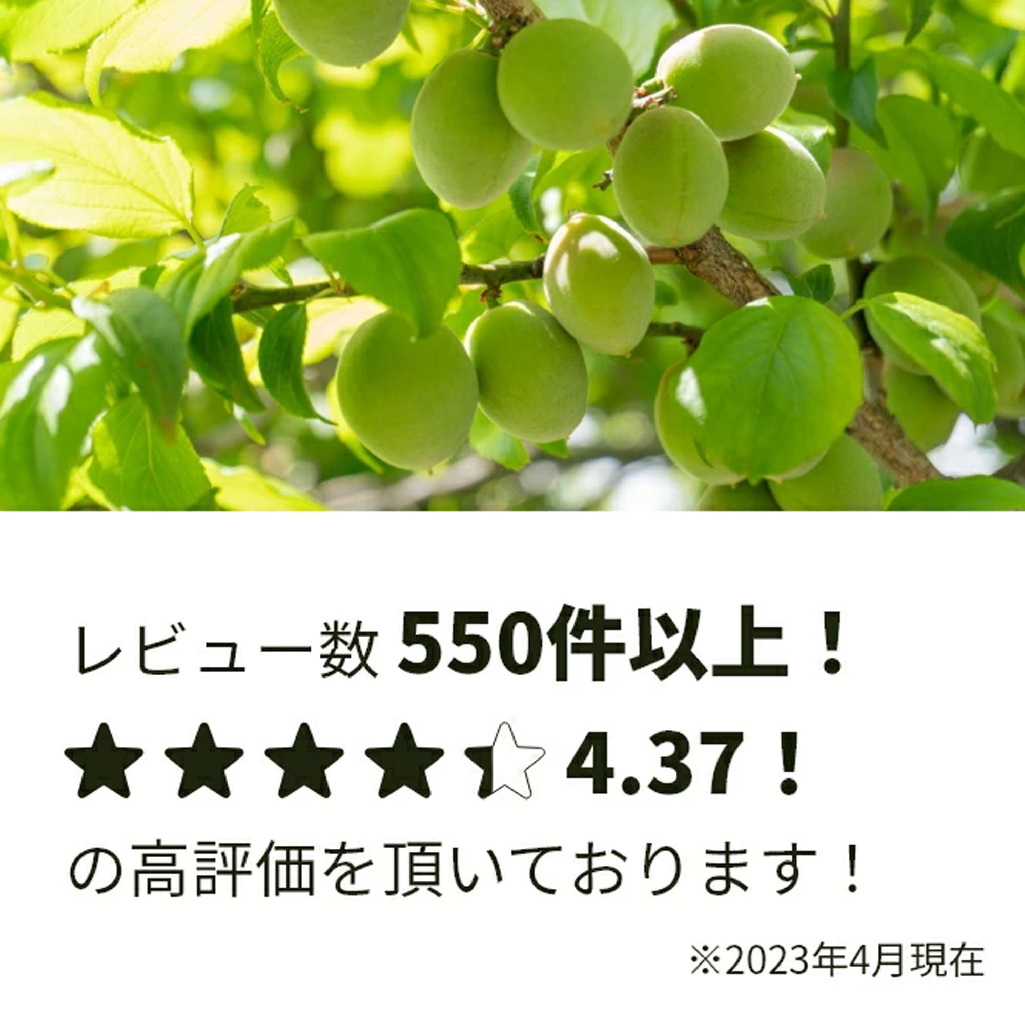 青梅 南高梅 10kg 栽培期間中農薬不使用 予約注文：6月上旬頃から順次