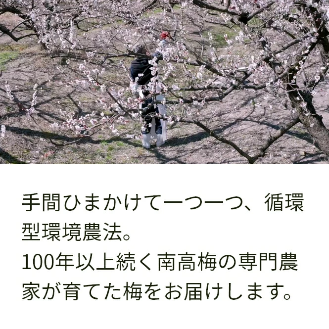 樹熟梅 きじゅくうめ 15kg 無農薬 南高梅 熊野 生梅 手摘み 完熟