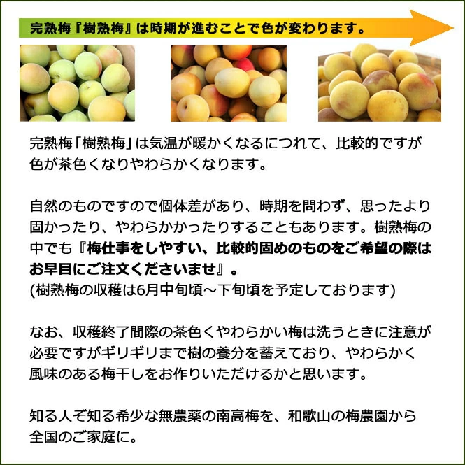 樹熟梅 きじゅくうめ 15kg 無農薬 南高梅 熊野 生梅 手摘み 完熟