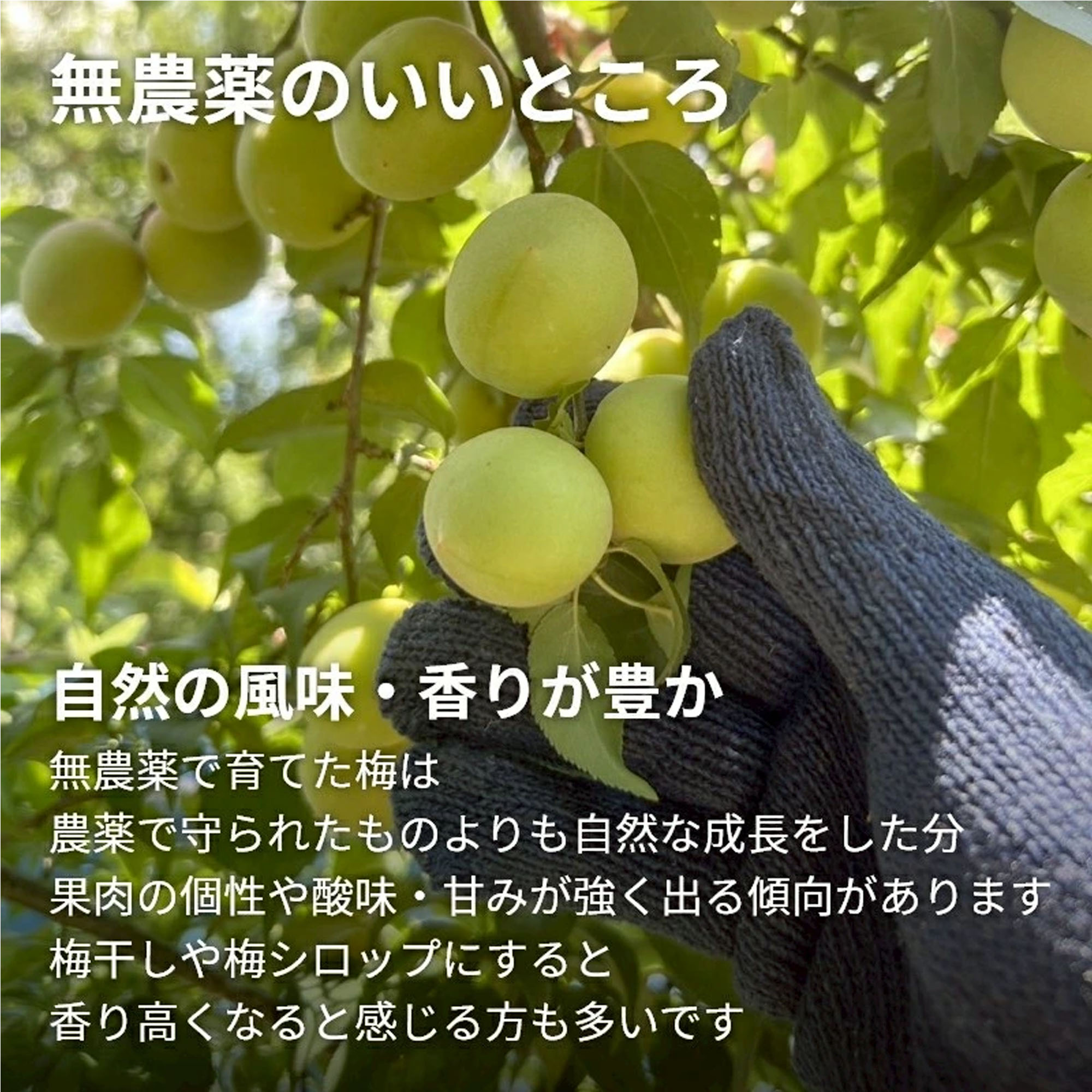 樹熟梅 1kg 栽培期間中農薬不使用 南高梅 熊野 生梅 手摘み 完熟梅