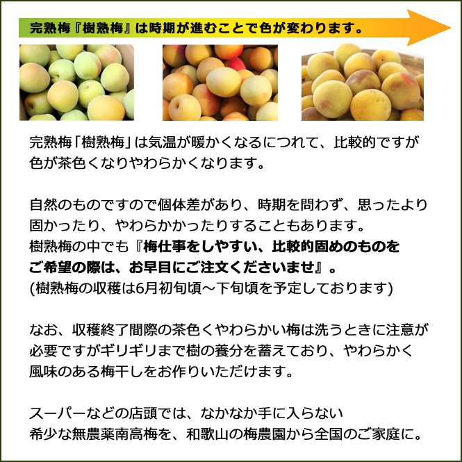 樹熟梅（きじゅくうめ）1kg 無農薬 南高梅 熊野 生梅 手摘み 完熟梅