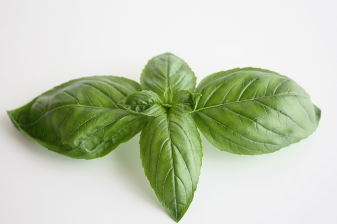 sweetbasil50g_1.jpg