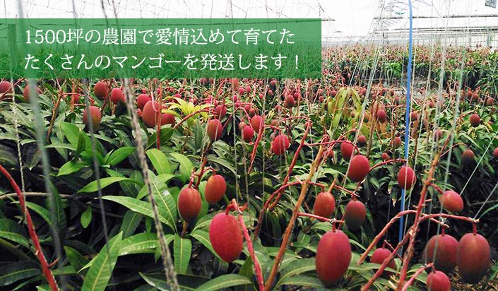 ミニ+ミニミニマンゴーセット　　1kg ミニマンゴー1kg : 石崎ファーム - 通販 - Yahoo!ショッピング