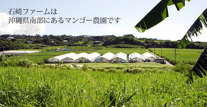 ミニ+ミニミニマンゴー　　　　1kg ミニマンゴー（1キロセット） - 北海道マンゴー『白銀の太陽