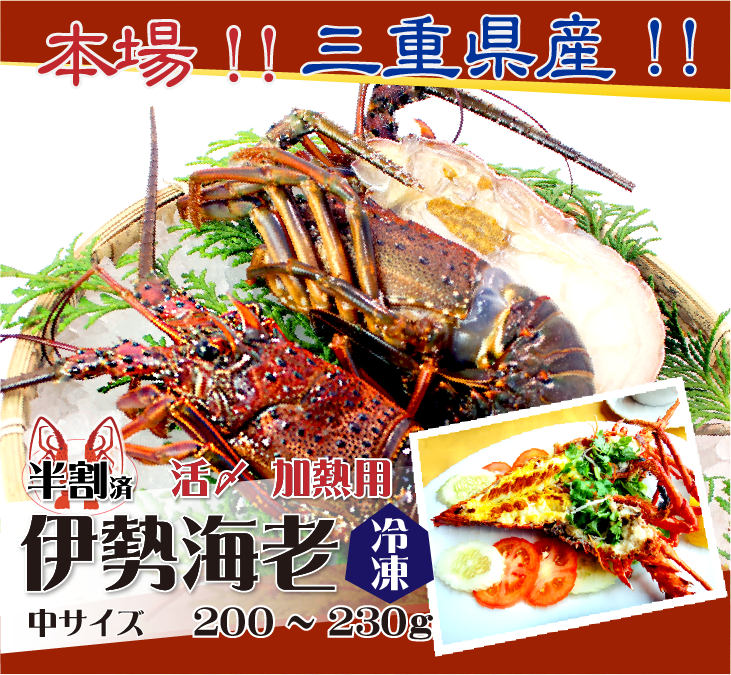 本場!!三重県産!!伊勢海老 冷凍加熱用