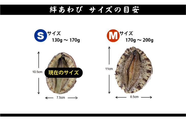 絆あわび サイズの目安