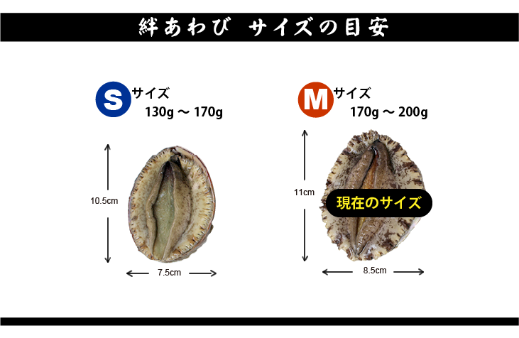 絆あわび サイズの目安