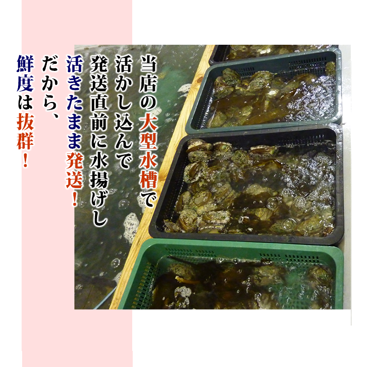 当店の大型水槽で、活かし込んで、発送直前に水揚げし、活きたまま発送します!!