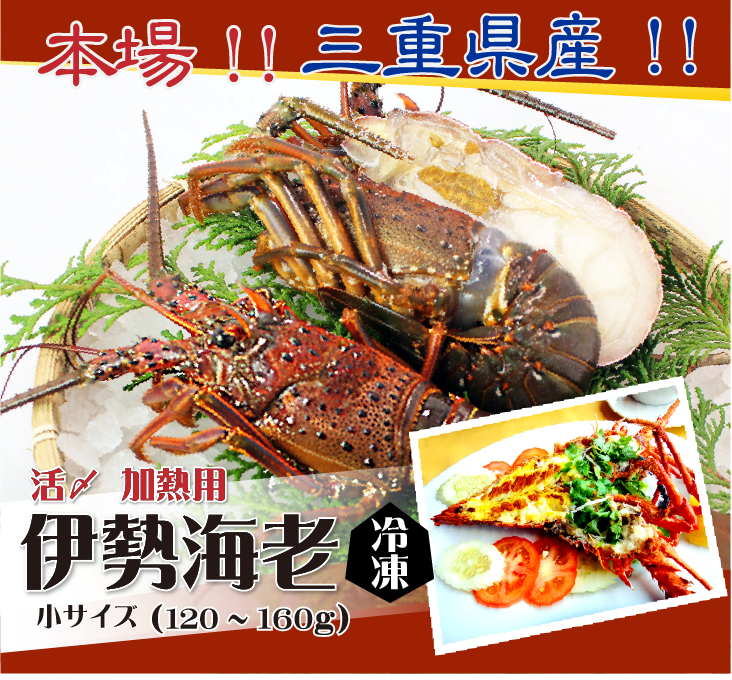 本場!!三重県産!!伊勢海老 冷凍加熱用