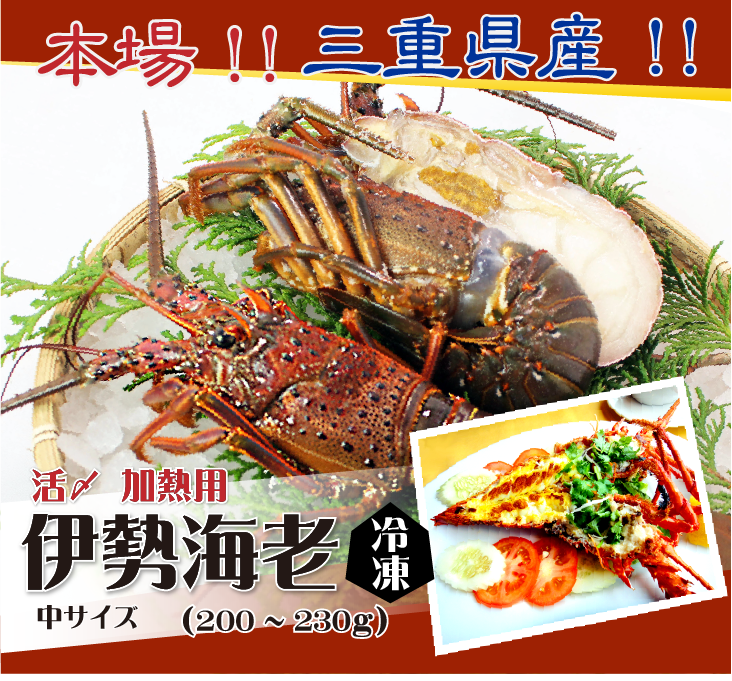 本場!!三重県産!!伊勢海老 冷凍加熱用