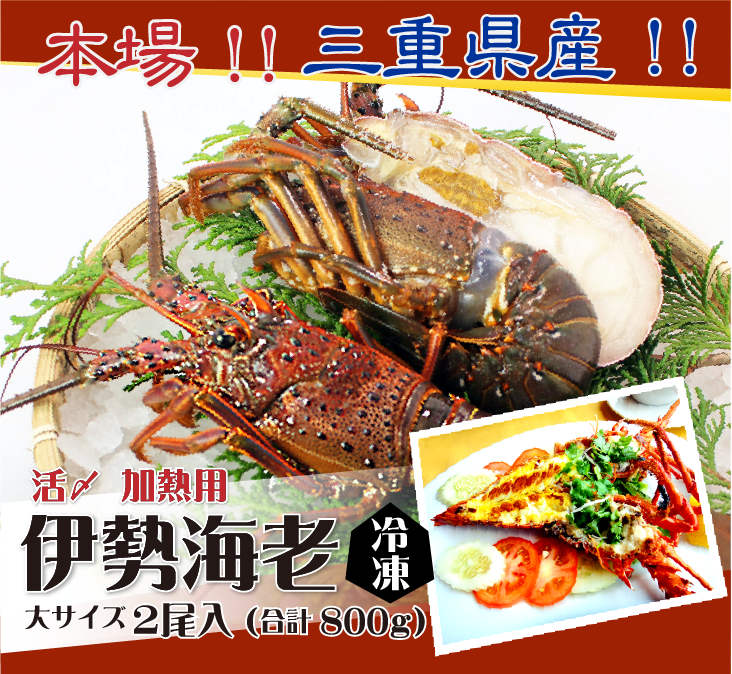 本場!!三重県産!!伊勢海老 冷凍加熱用