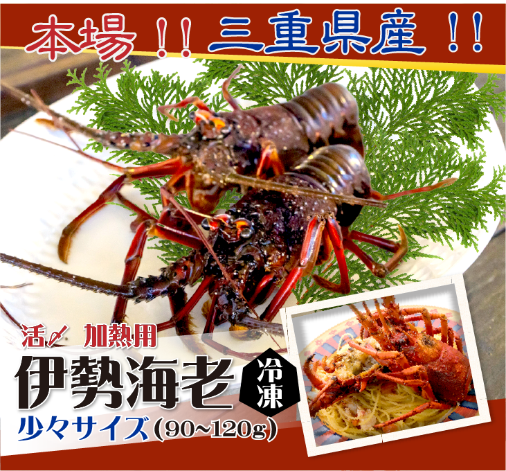 本場!!三重県産!!伊勢海老 冷凍加熱用