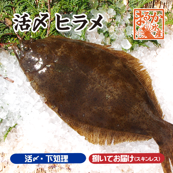 平目 カテゴリ