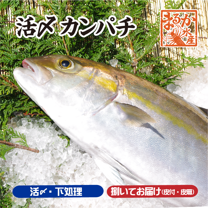 カンパチ カテゴリ