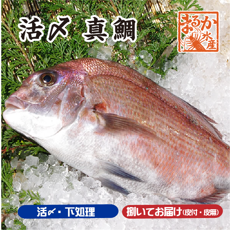 真鯛 カテゴリ