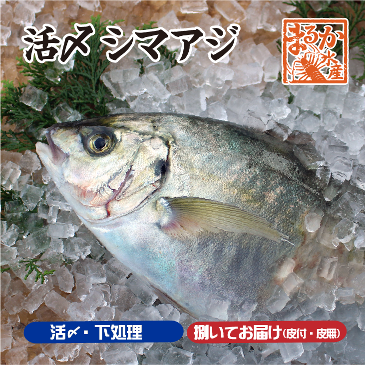 シマアジ