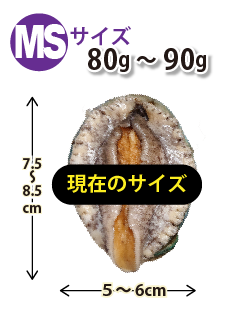 MSサイズ80〜90g