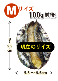 Mサイズ100g