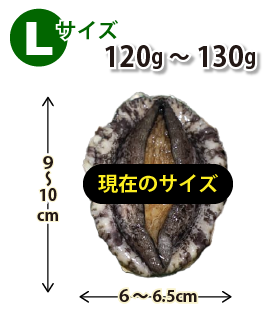 Lサイズ120〜130g