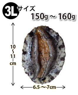 3Lサイズ150〜160g