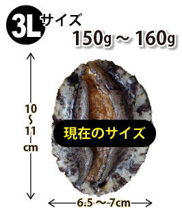 3Lサイズ150〜160g