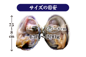 大アサリのサイズ 150〜200g、大きさの目安：横幅：7.5〜8cm、高さ：5.5〜6cm