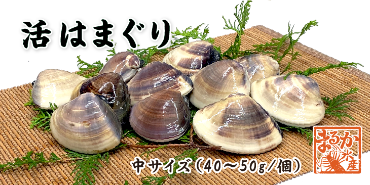 活けはまぐり