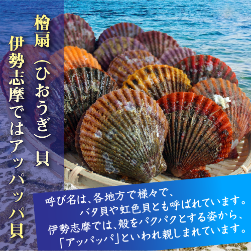 三重県伊勢志摩産のアッパッパ貝