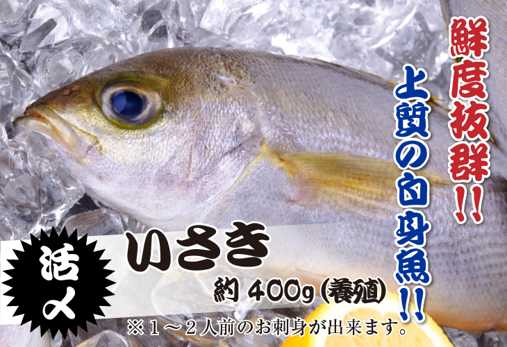上質な白身魚「いさき」捌いてお届けできます
