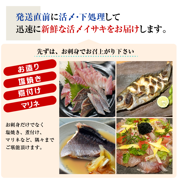 発送直前に活〆・下処理して、迅速に新鮮なイサキをお届けします。