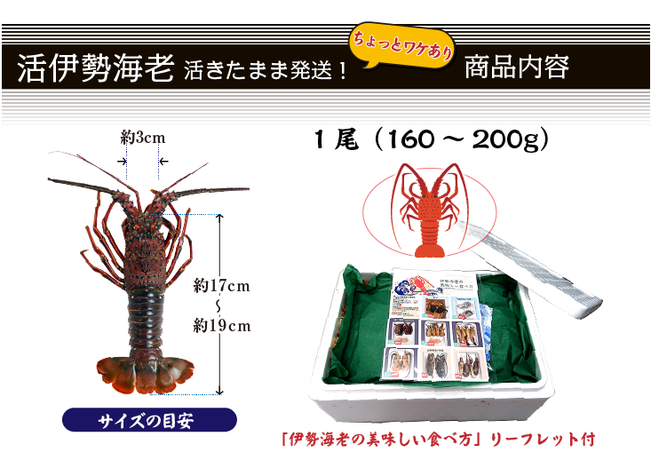 活きたまま発送 伊勢海老　商品内容