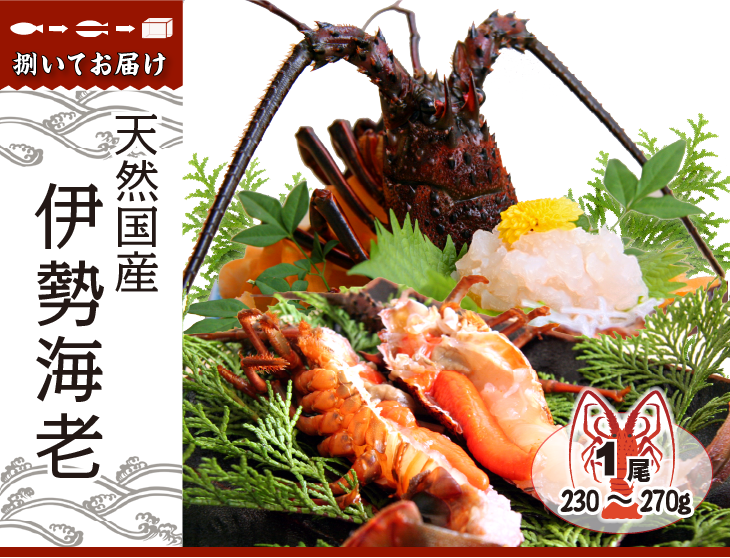 天然国産伊勢海老 捌いてお届けします。1尾230~270g